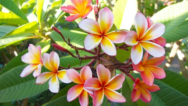 quirche zorche candles, scented wax, scented melt, fragrant wax, fragrant melt, wick, wax, melt, wax melts, wax fragrance, home fragrance, decor, fragrance, oil burner, frangipani, natural, white, seashells