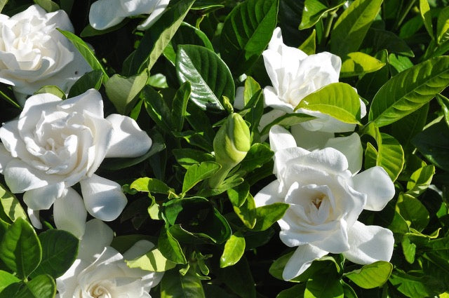 quirche zorche candles, scented candle, fragrant candle, wick, candle, tealight candles, tealights, tea light, one wick candle, candle fragrance, home fragrance, decor, fragrance, gardenia, white candle, white, natural