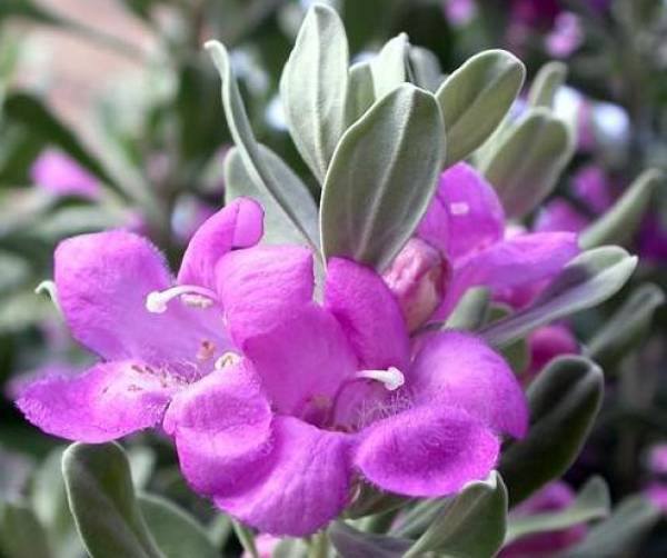 quirche zorche candles, scented wax, scented melt, fragrant wax, fragrant melt, wick, wax, melt, wax melts, wax fragrance, home fragrance, decor, fragrance, oil burnersage, flower, purple, seashells