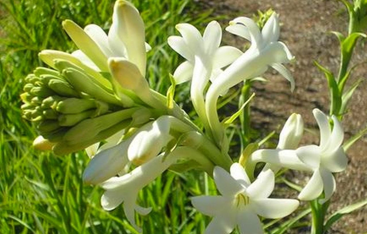 quirche zorche candles, scented wax, scented melt, fragrant wax, fragrant melt, wick, wax, melt, wax melts, wax fragrance, home fragrance, decor, fragrance, oil burner, tuberose, white, natural, seashells