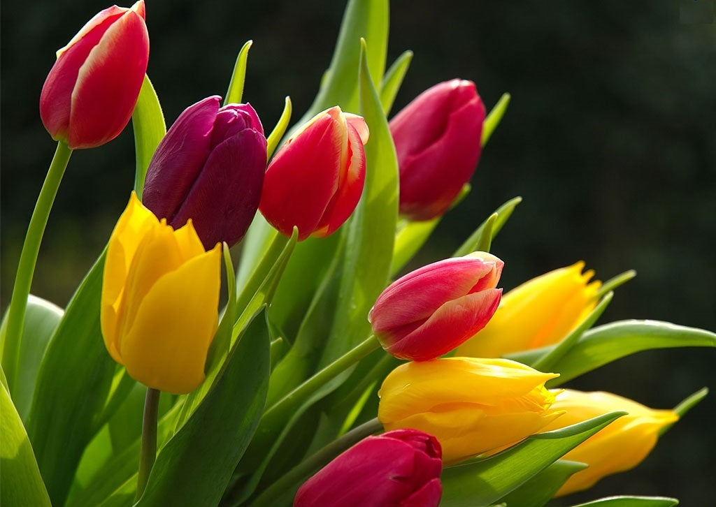 TULIPS Seashell Melts (15 pieces)